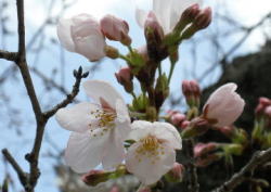 2009/3/20　福山市丸の内　福山城　ソメイヨシノが開花していました。