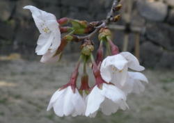2009/3/26　福山市丸の内　福山城　2分咲きかなぁー。