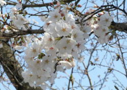 2009/3/26　福山市丸の内　福山城　満開状態の枝もありました。