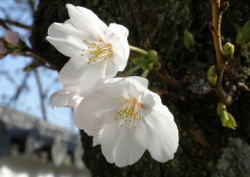 2009/3/26　幹に枝を少し伸ばしただけでも可憐な花を咲かせていた。