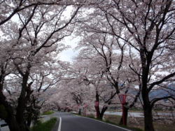 2010/4/7　天領くせ桜まつり　満開だった。