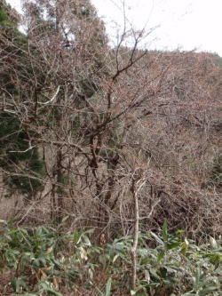 2010/4/10　苫田郡鏡野町岩屋　樹木は直径15cmはある
