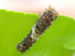 2008/5/21　ナミアゲハの若齢幼虫が現れました。