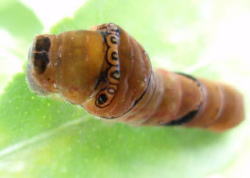 2008/5/21　ナミアゲハの若齢幼虫が現れました。まもなく終齢期に入るようだ。