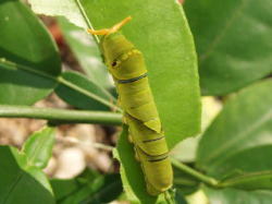 2007/8/9　アゲハチョウ科　アゲハ（ナミアゲハ）の 終齢幼虫が頭の角がカタツムリのようです。角が隠れたりもします。