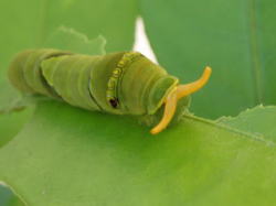 2007/8/9　アゲハチョウ科　アゲハ（ナミアゲハ）の 終齢幼虫が頭の角がカタツムリのようです。角が隠れたりもします。