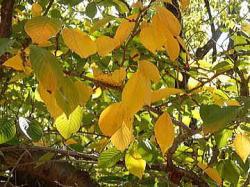 2014/9/28　ソメイヨシノの葉が黄葉していた。