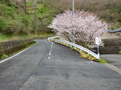 2016/4/3　ソメイヨシノ桜が満開
